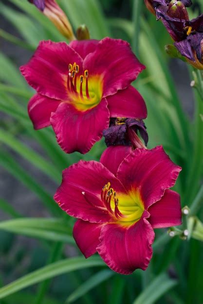 Premium Photo Red Daylily Flower Hemerocallis In The Summer Garden