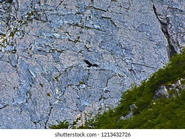 Andean Condor Natural Habitat On Cliffs Stock Photo 1213432726 | Shutterstock