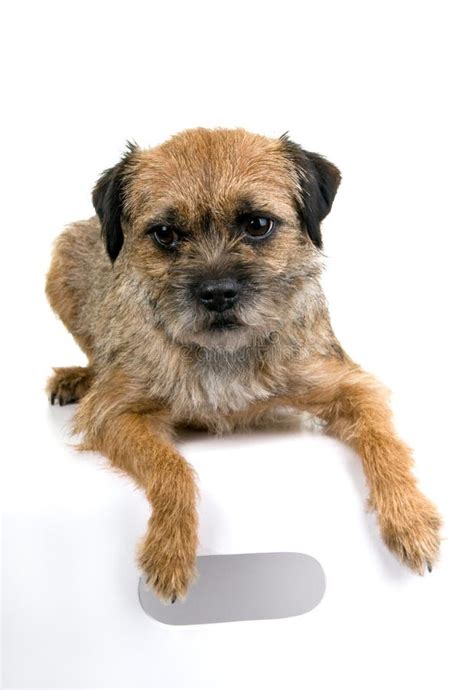 English border terrier stock photo. Image of canis, scotland - 7363336