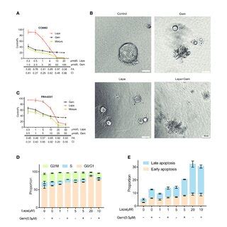 Lapatinib Exerts Synergistic Growth Inhibitory Effects On