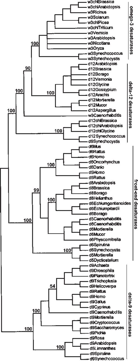 Figure From Evolution Of The Membrane Bound Fatty Acid Desaturases