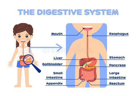 Sistema Digestivo Humano Para a Educação De Crianças Belo Pequeno Fogo