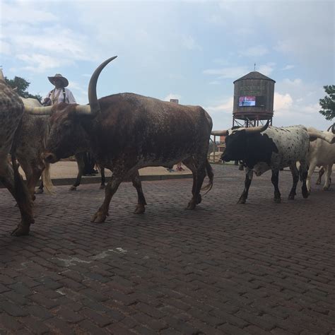 Events and Visitor Information for Cowtown Coliseum 19