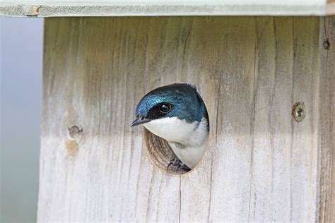 Somerset House - Images. TREE SWALLOW BIRD IN NESTING BOX