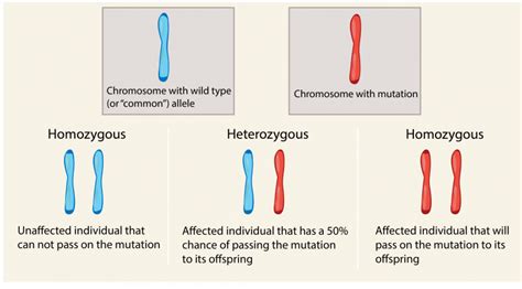 69 Recessive Traits Are Expressed When Two Copies Are Present The Evolution And Biology Of Sex