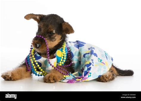 Female Airedale Terrier Puppy Wearing Dress And Colorful Beads On White