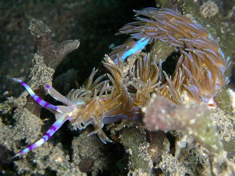 75+ Stunning Oceanic Invertebrates That Deserve A Closer Look