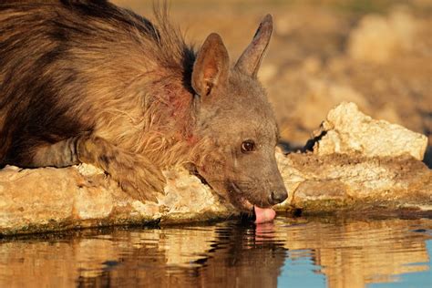 Hyena Habitat Facts