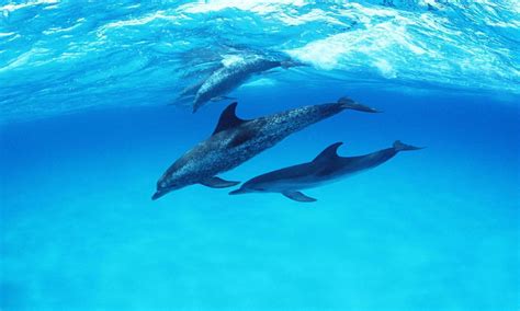 Cute Dolphin Wallpapers - Wallpaper Cave