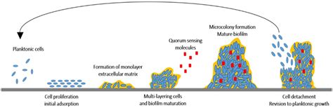 Frontiers Anti Biofilm Activity Of Marine Algae Derived Bioactive