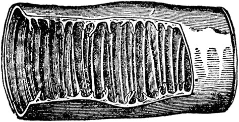 Valvulae Conniventes Of The Intestines Clipart Etc