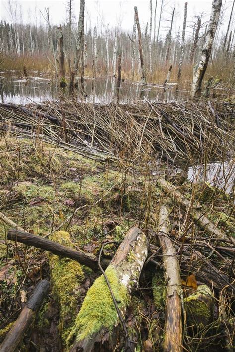 Beaver-made dams stock photo. Image of flowing, soil - 308229784