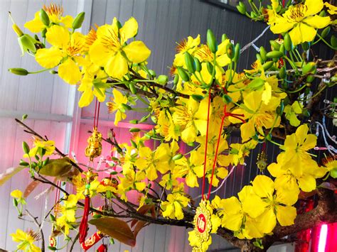 Blooming Yellow Apricot Blossoms Apricot Blossom Blossom Bloom