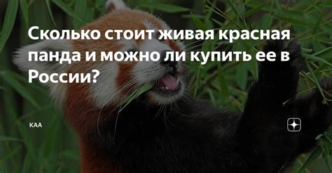Сколько стоит живая красная панда и можно ли купить ее в России? | КАА ...