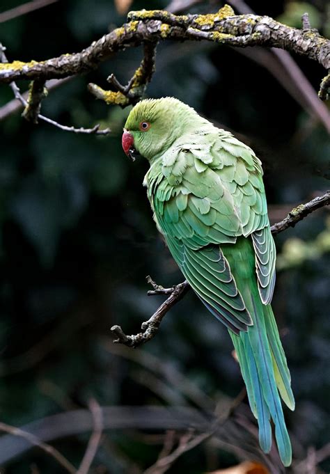 Green Animal Photos, Download The BEST Free Green Animal Stock Photos ...