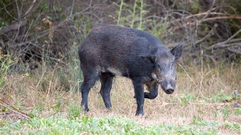 USDA set for round 2 of feral pig extermination at Havasu | 12news.com