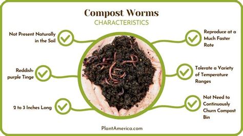 Compost Worms vs Earthworms: Which One Is Better For Your Pile - Plant ...