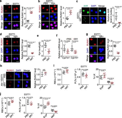 In Vivo Mep Differentiation Is Regulated By Kyn Ahr Runx1 Axis A