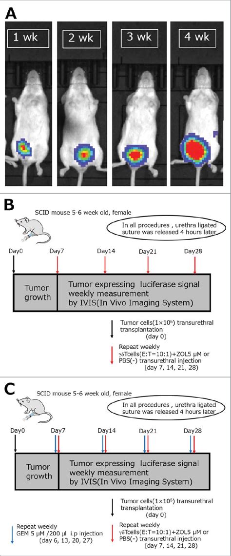 Treatment Of Orthotopic U251 Human Glioblastoma Multiforme