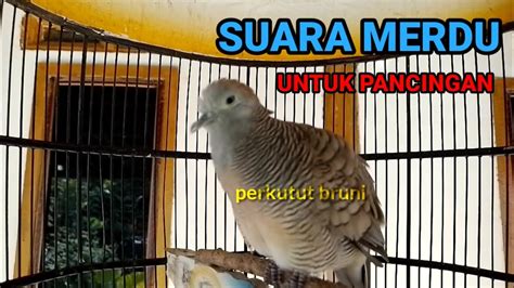 Suara Merdu Perkutut Lokal Gacor Untuk Pancingan YouTube