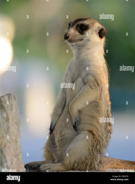 hand feeding beautiful Meerkat (Suricata suricatta) in Thai zoo Stock ...