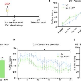 NPY Over Expression In GABAergic Neurons Of The Dorsal Dentate Gyrus