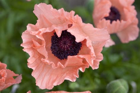 14 Beautiful Garden Poppies