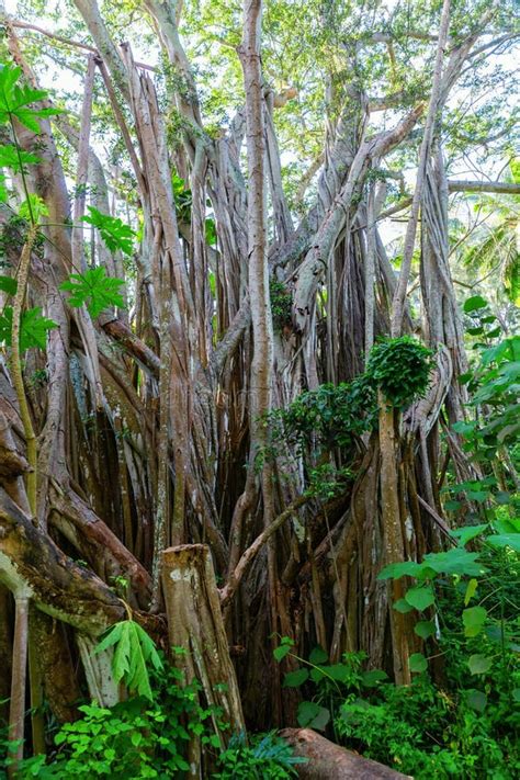 Huge Banyan Tree at the Kawela Bay Beach Park at Oahu, Hawaii Stock ...