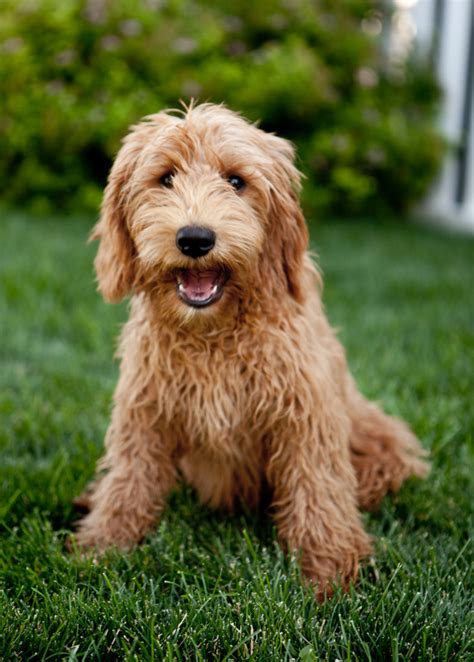 Legendary Pilot Photos Ridgeline Labradoodles Medium Apricot