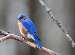 New York State Bird – Eastern Bluebird – 50States.com