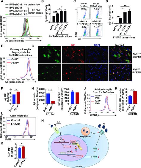 Peli1 Impairs Aβ Clearance In 5×fad Mice A F Flow Cytometry Of