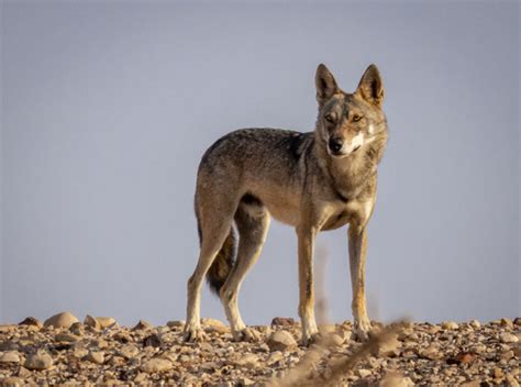 Arabian Wolf Subspecies Canis Lupus Arabs Inaturalist