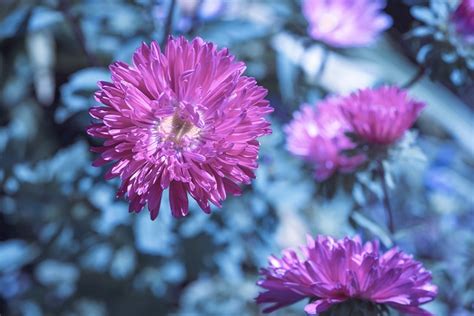 Chinese Aster Flower Plant Annual - Free photo on Pixabay