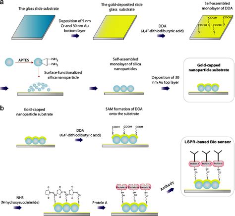 Fabrication And Antibody Immobilization Procedure Of Lspr Based