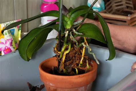 How To Repot An Orchid With Air Roots