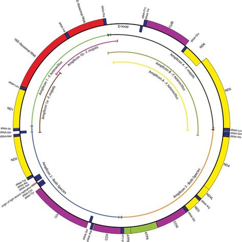 Primers Utilized To Amplify The Complete Mitochondrial Genome