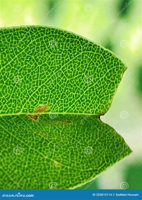 Closeup of a Leaf with Its Veins. Stock Photo - Image of veins, leaf ...