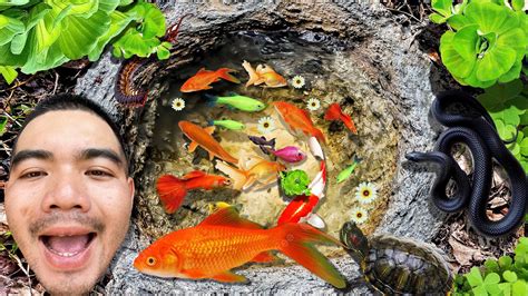 Wow Unbelievable Catching Shirmp In Tiny Ponds Colorful Tiny Fish Koi