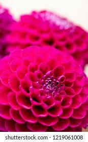 Pink Dahlias Isolated Stock Photo 1219061008 | Shutterstock