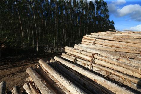 Eucalyptus Plantation In Bahia Stock Photo Image Of Seedling