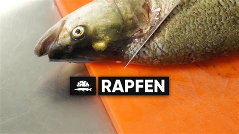 Rapfen Filetieren Und Gr Ten Beseitigen Xxl Fisch Und Grips Youtube