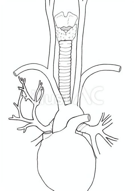気管と動脈イラスト No 23501884｜無料イラスト・フリー素材なら「イラストac」
