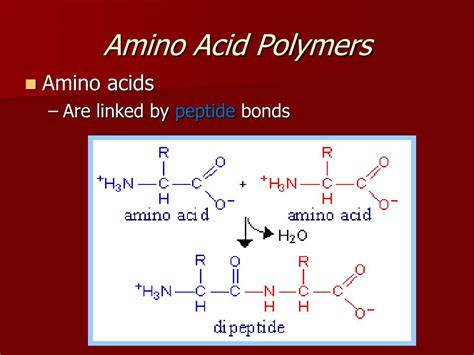 Ppt Lipids And Proteins Powerpoint Presentation Free Download Id