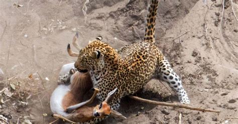 Dramatic Images Show Hungry Leopard Chasing Steenbok Before Two Animals