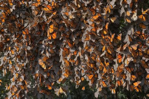 Milh Es De Borboletas Monarca Danaus Plexippus Cobrem Cada Cent Metro