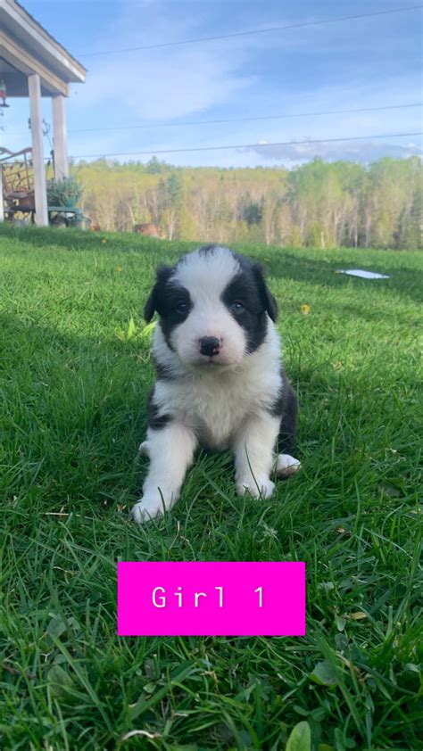 Border Collie Puppies | Dogs & Puppies for Rehoming | Renfrew | Kijiji