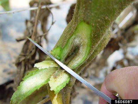 Bacterial Canker And Wilt Of Tomato Clavibacter Michiganensis Ssp