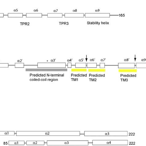 N Terminal Arm Of Acrh And The N Terminal Molecular Anchor Of