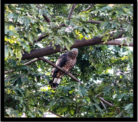 CSIR-NEERI Biodiversity Portal