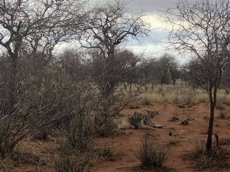 ACTS Africa - Kings of the African savanna! #actsafrica... | Facebook